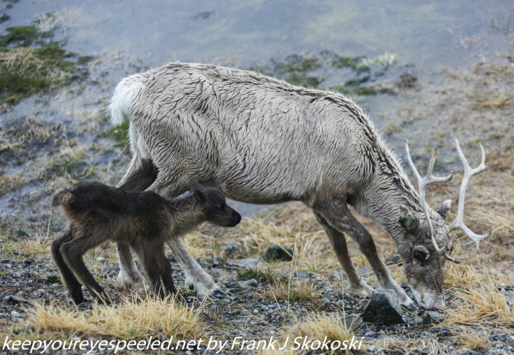 mother reindeer with new born