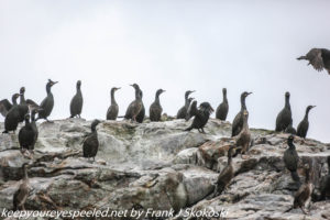 shanks and cormorants on rocky island