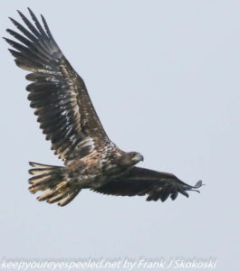 sea eagle in flight 