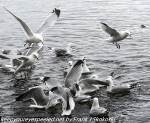 sea gulls in flight 