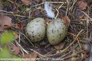 seagull eggs in nest 