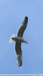 sea gull in flight 