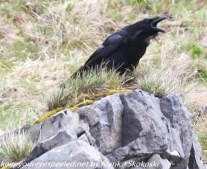 crow on rock 