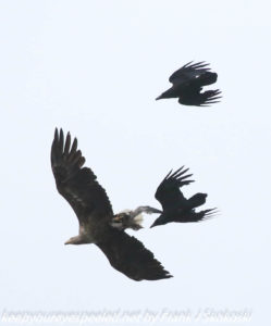 sea eagles chasing crow