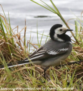 white wagtail in reeds 