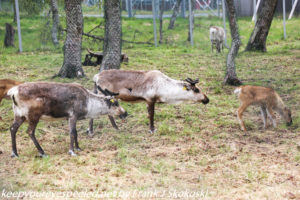 reindeer in enclosure near university 