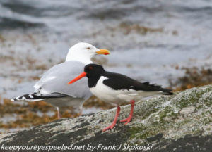 sea gull and oystercatcher 