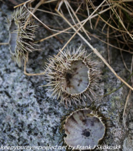 sea urchin shell 