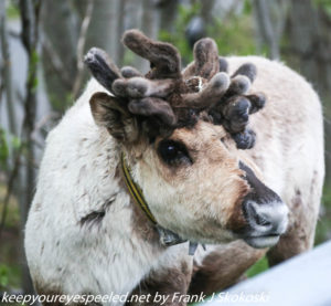 reindeer with many antlers 