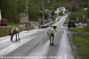 reindeer on highways 