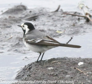 white wagtail ? 