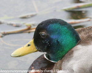 mallard duck up close 