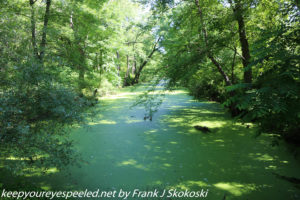 duckweed covered canal in wetlands