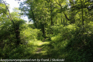 lush green tree line trail