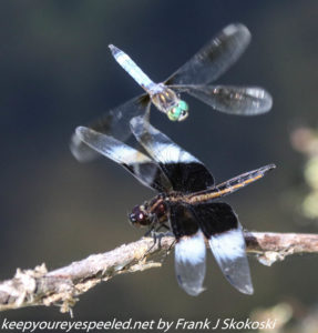 dragonflies on twig and in flight 