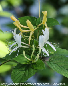 honeysuckle flowers 