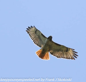 red tailed hawk in flight 