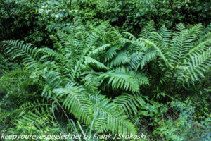 ferns along trail 