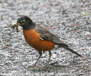 robin with worm 