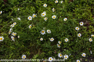 daisies along trail 