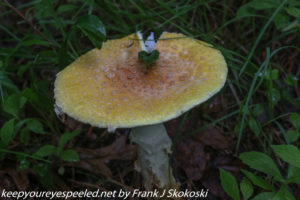 yellow mushroom on trail 