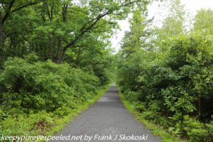 lush green wooded trail 