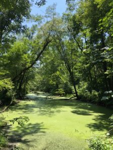 duckweed covered pond 