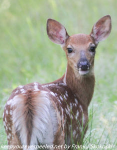 fawn in woods 