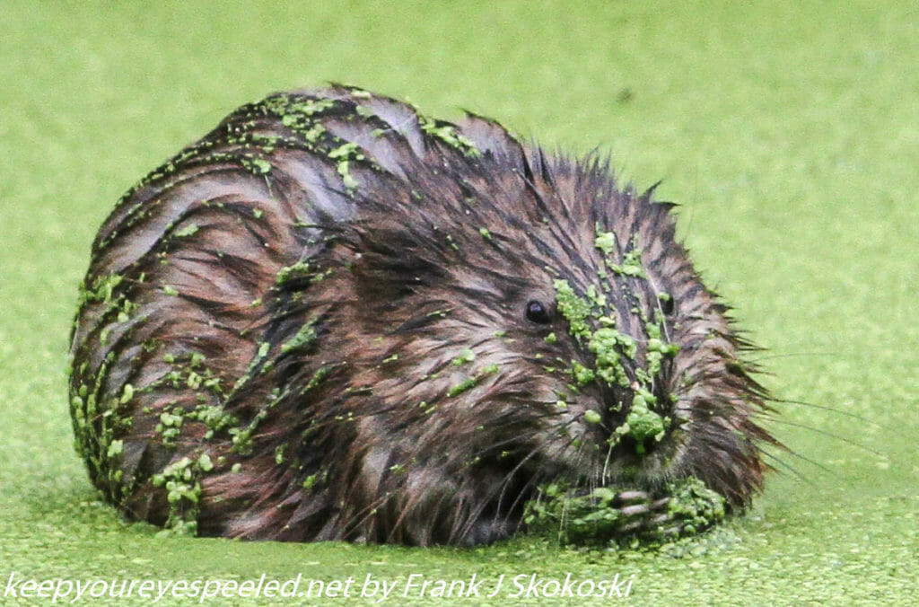 muskrat on duckweed covered pond
