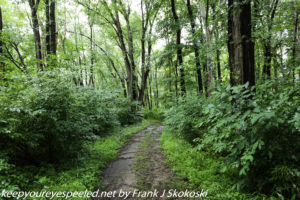 wooded trail in rain