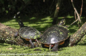 turtles on log 