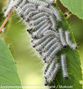 caterpillars on leaf 