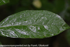 rain covered leaf 