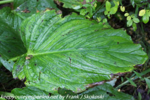 old skunk cabbage leaf