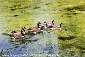 Canada geese swimming 