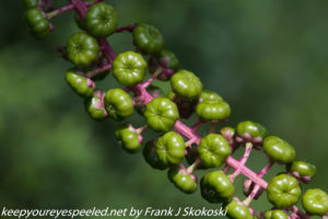 unripe pokeweed berries