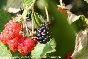 ripening blackberries 