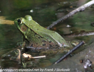 frog on pond 