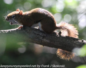 red squirrel in tree 