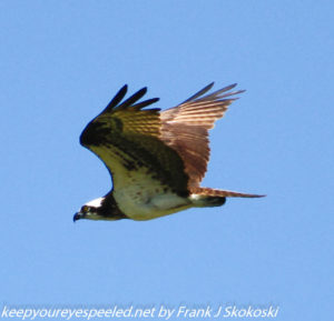 osprey in flight 