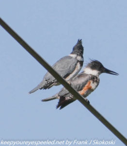 belted kingfisher on wire 