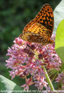 butterfly on milkweed flowers 