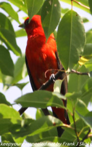 scarlet tanager in tree 