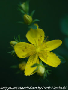 yellow wildflower 