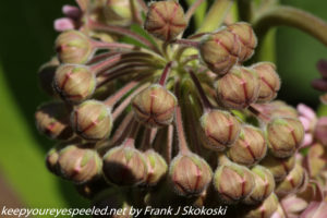 milkweed flower buds 