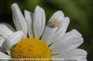 goldenrod spider on daisy 