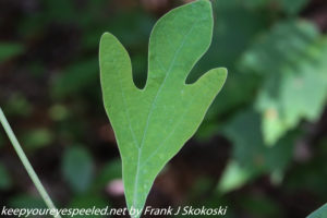 sassafras leaf 