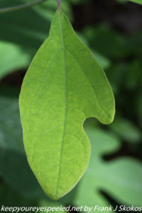 sassafras leaf 