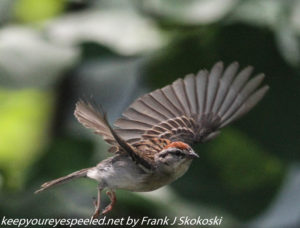 sparrow in flight 