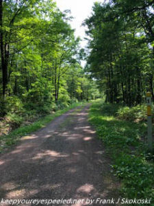 tree lined trail on summer hike 